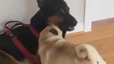 A small cute Pug bullying a big German Shepherd