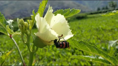 Bristle beetle eating okra plant flower