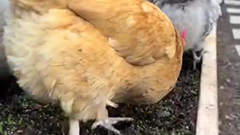 Beautiful chicken 🐓 trending video