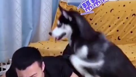 Funny dog