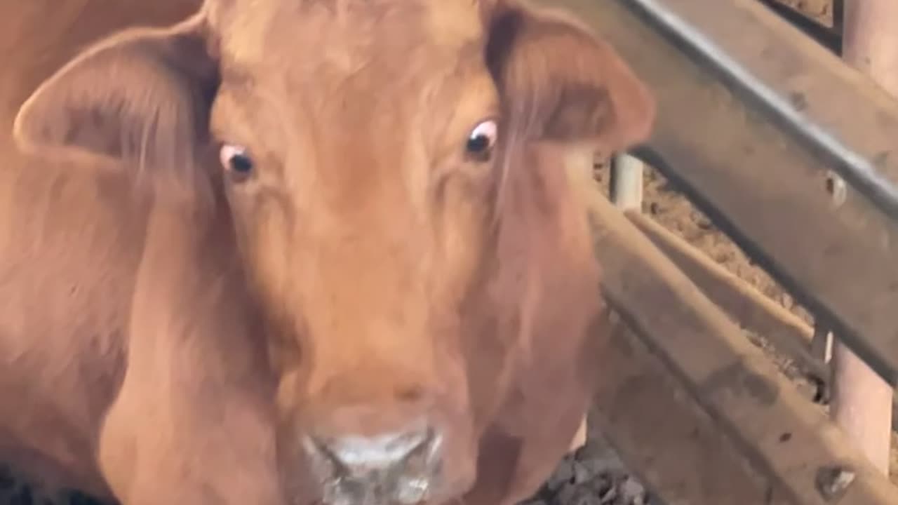 Cross-Eyed Cow Looks Like She Has Googly Eyes