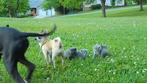 Brave Chihuahua protects Kittens - video