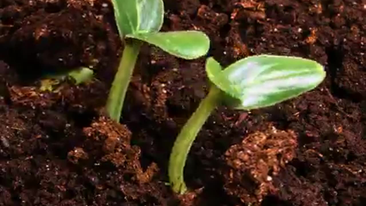 Magical plant for your daily routine!