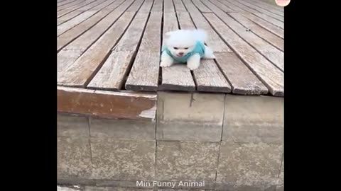 😀😁😂😃🤥 funniest animals dogs and cats funny video 😀😁🤣😊🙂🤗😇