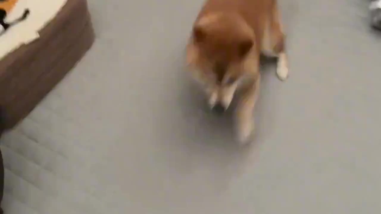 Helicopter dog