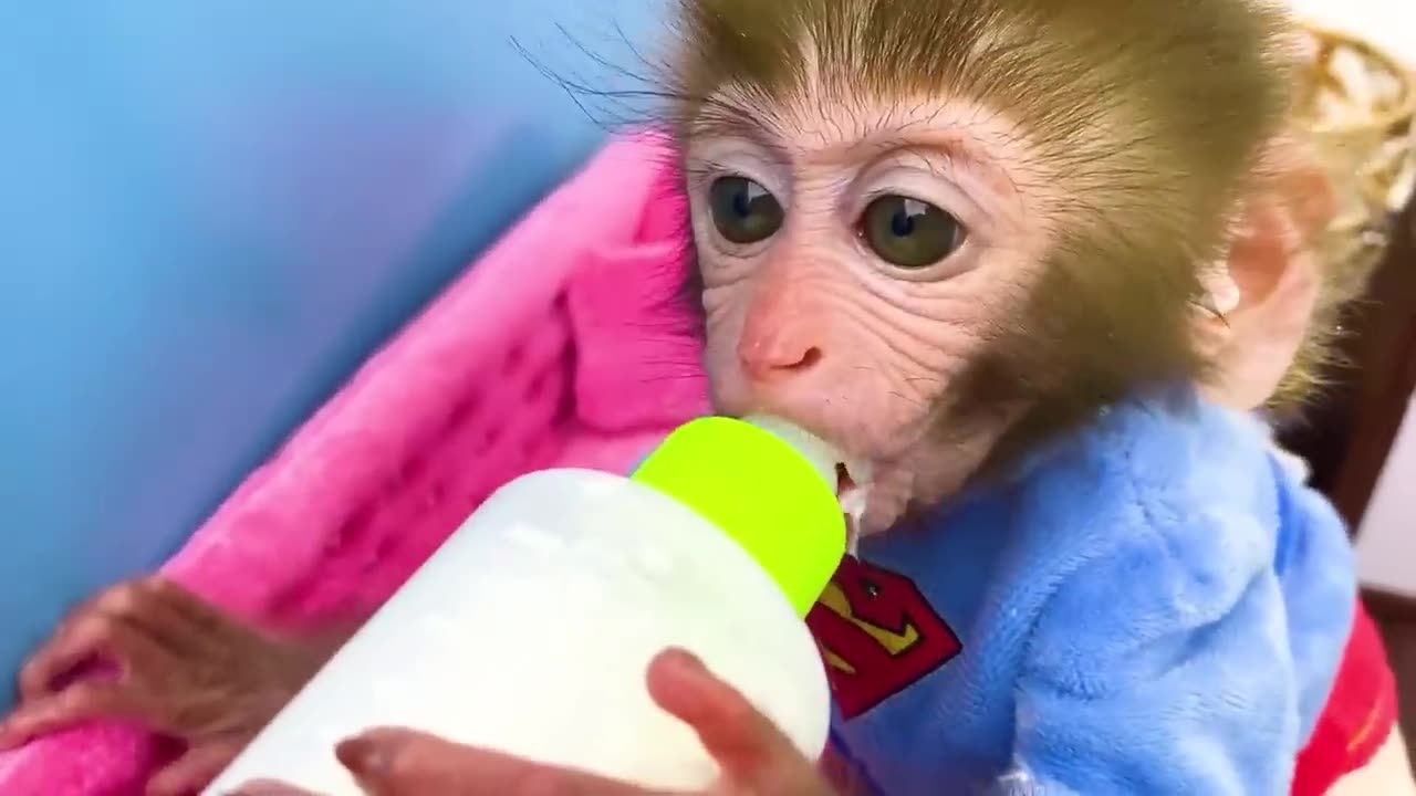 Baby Monkey for kids