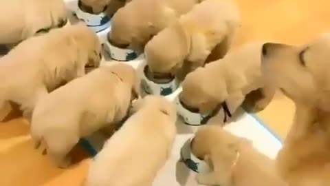 Eating dogs