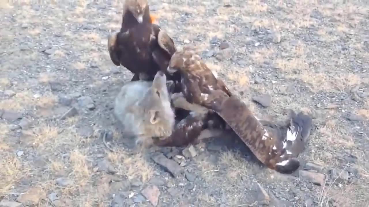 8 Times Wild Animals Surrounds Its Prey So It Can't Escape