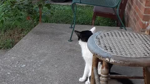 Kitties once again came outside on the Porch again