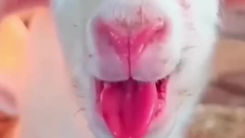 Animal video