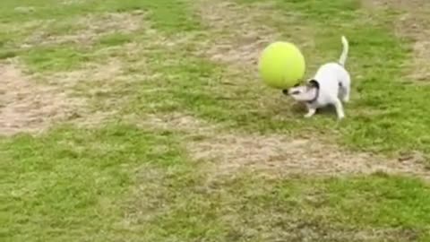 Football lover Dog.. ⚽🐕❤️