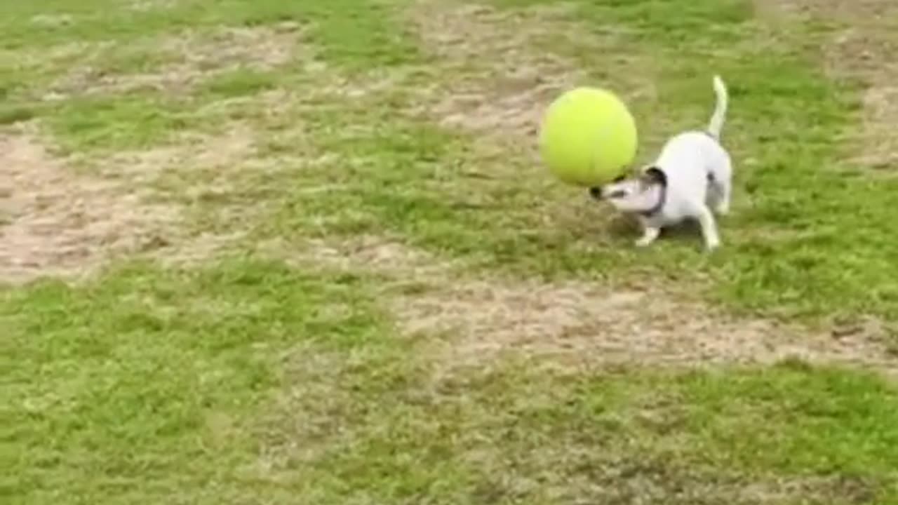 Football lover Dog.. ⚽🐕❤️