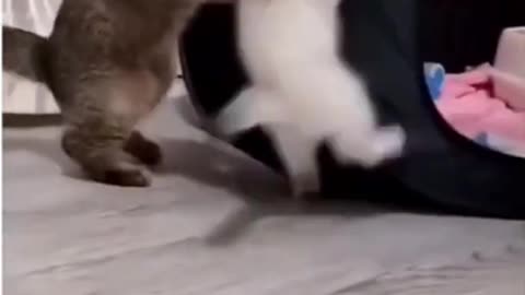 cutefunnycatfight