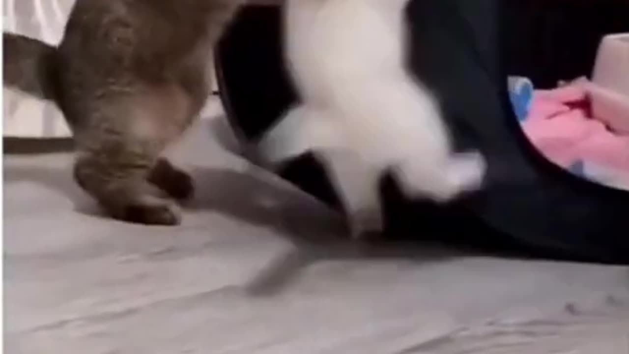 cutefunnycatfight