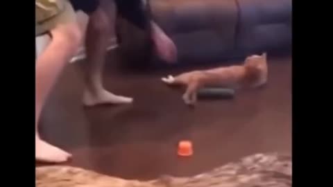 Cat Funny Video. Cats Funny Moments 😂😂😂 