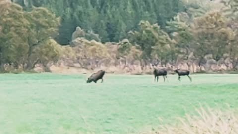 Three moose grazing.