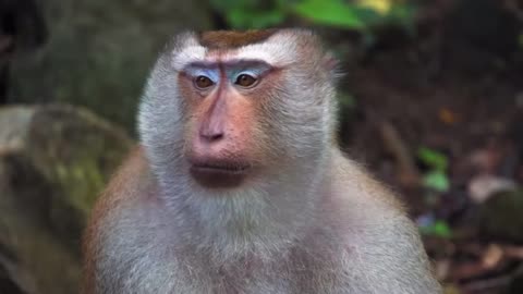 monkey funny video