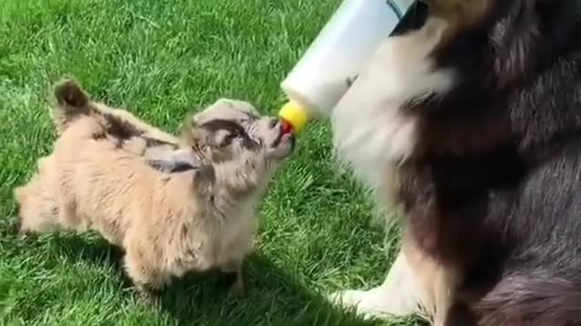 #dog feading baby goat