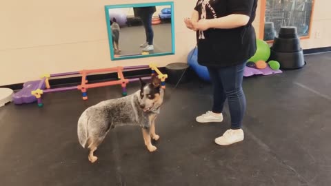 Dogs 🐕 training video Mastering Dog Training: Positive Techniques for a Well-Behaved Pup"