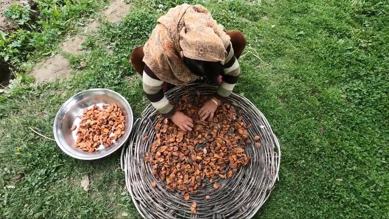 The Traditional | method of preserving | Apricots in the high | Mountains of Pakistan