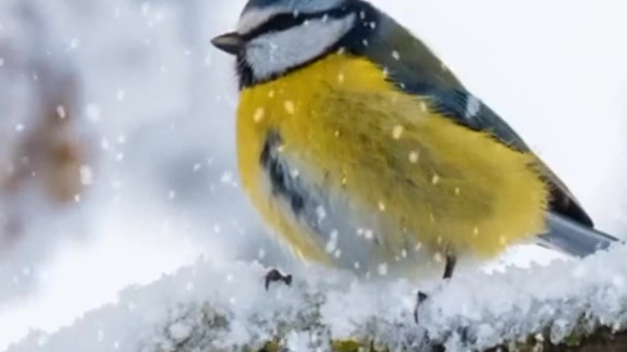AlQuran subhanallah