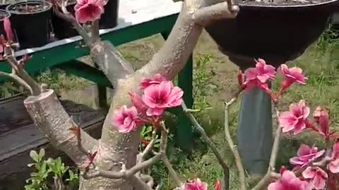 the most dazzling variant of adenium grafting when it blooms