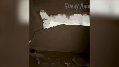 Funny animals 🤣