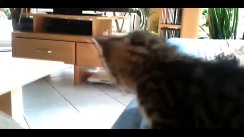 FUNNY CATS 2021. The funniest animals. funny animals. Fun with animals.