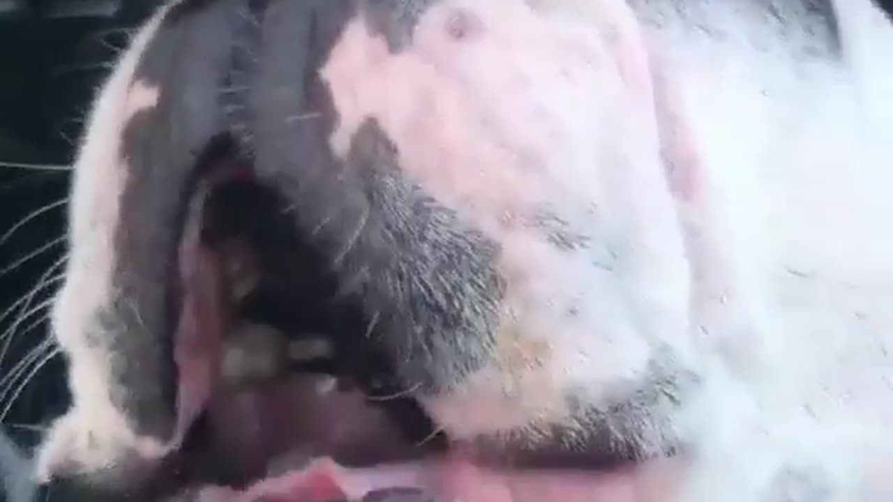 Funny animal videos|Cute animal videos |Funny dog&cat videos|Hilarious pet videos|Funny video