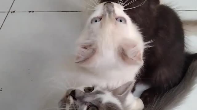 Simeong kucing lucu/ funny cat end kittens meowing