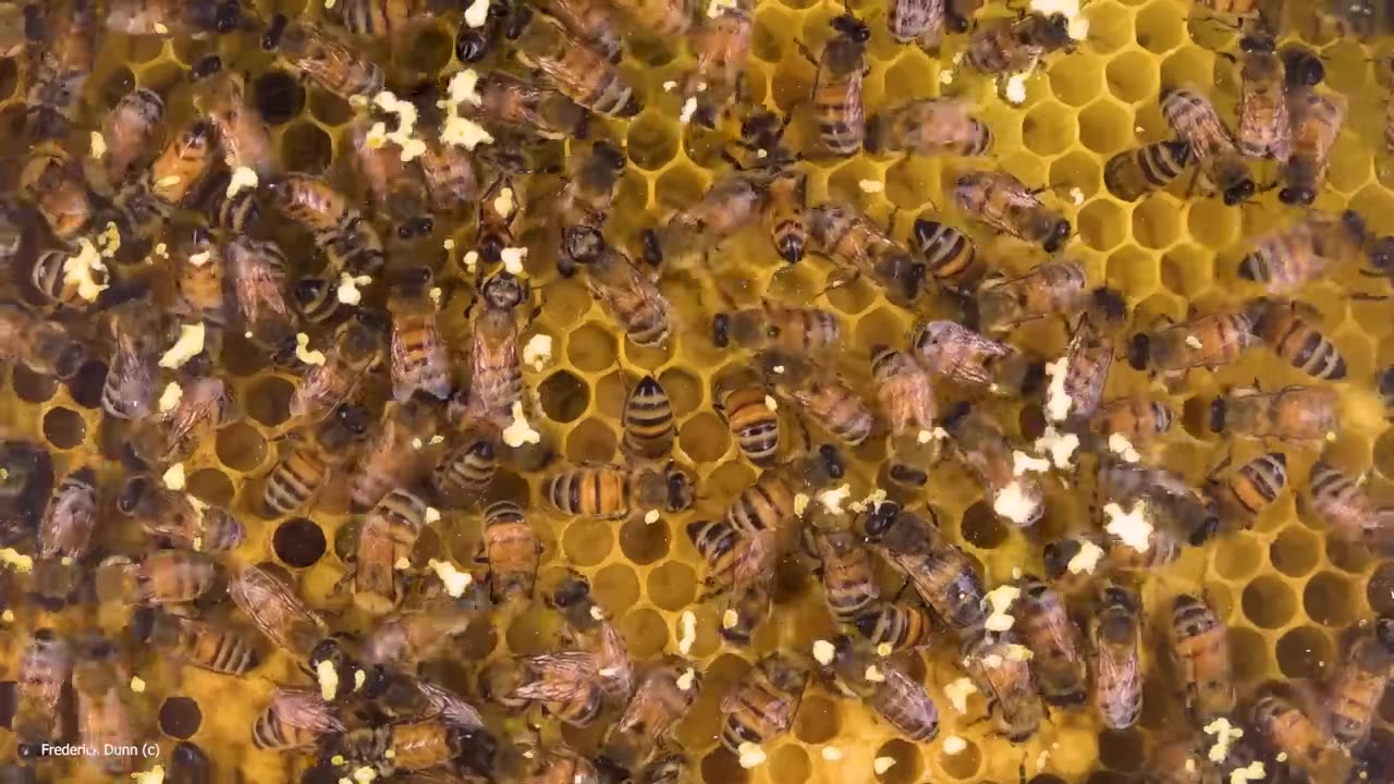 Sounds from Inside the Bee Hive / Sons de l'intérieur de la ruche d'abeilles