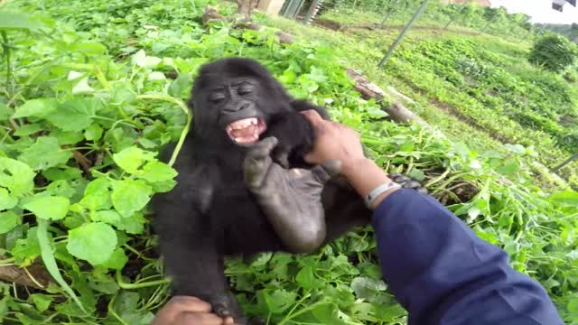 GoPro: Top 10 Animal Encounters