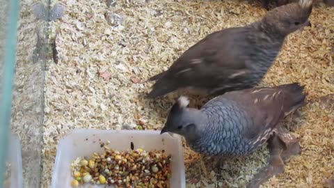 White bobwhite and valley quail