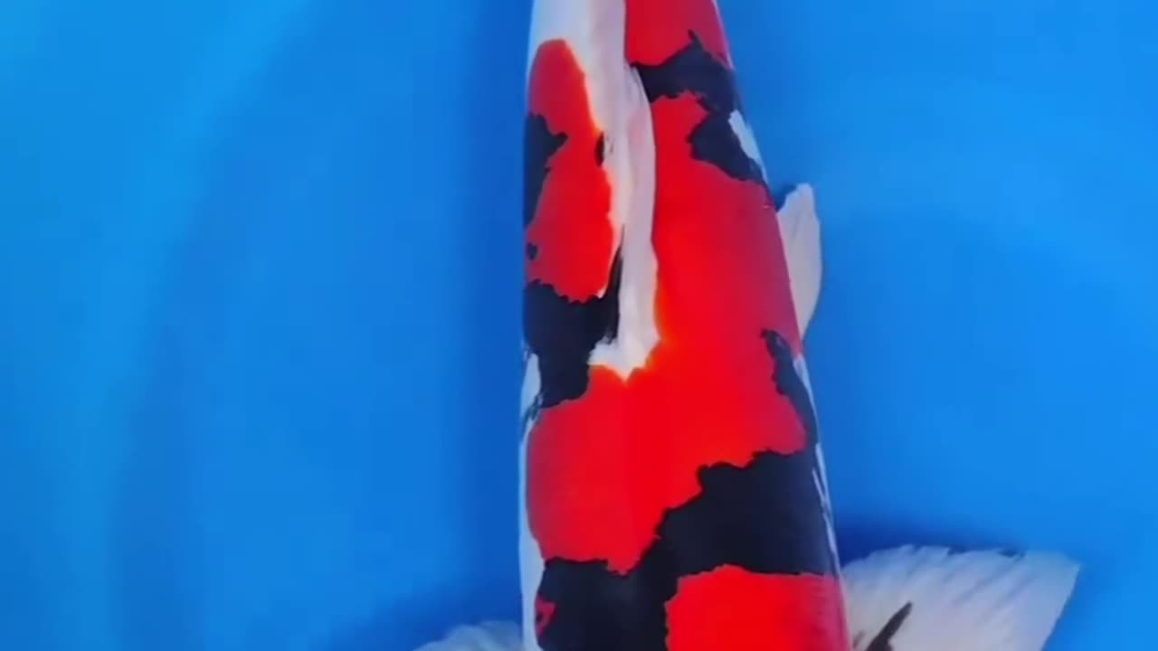 Showa koi fish