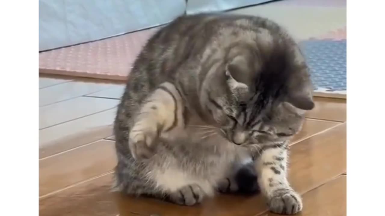 Funny video 😺🐈