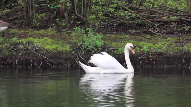 White swan in a lake