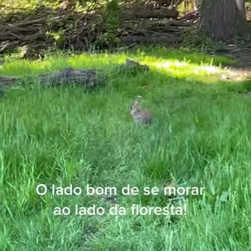 O lado bom de se morar do lado da floresta