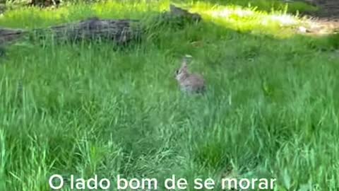 O lado bom de se morar do lado da floresta