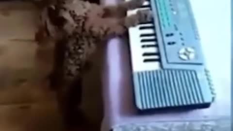Small dog big artist singing and playing piano