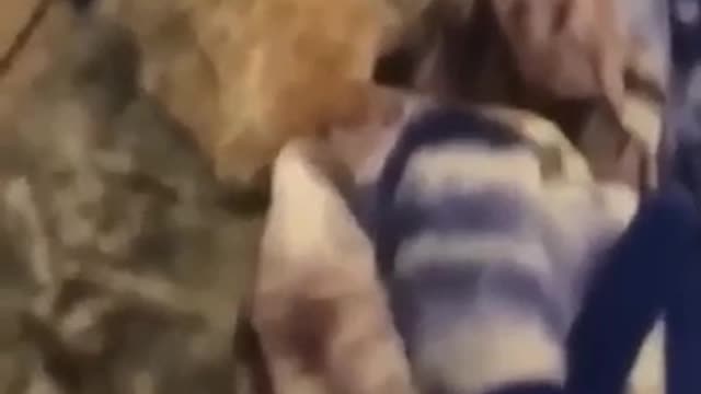 Focus with the disappearance and the dog | Funny Videos