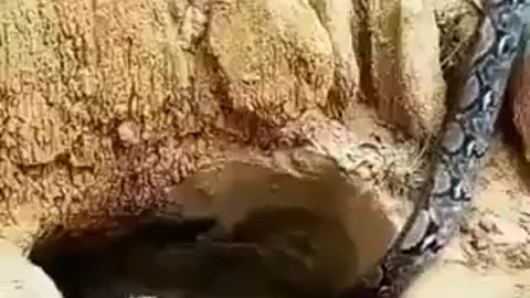 NATURE IS BRUTAL - SNAKE ATTACK WILD DUCKS