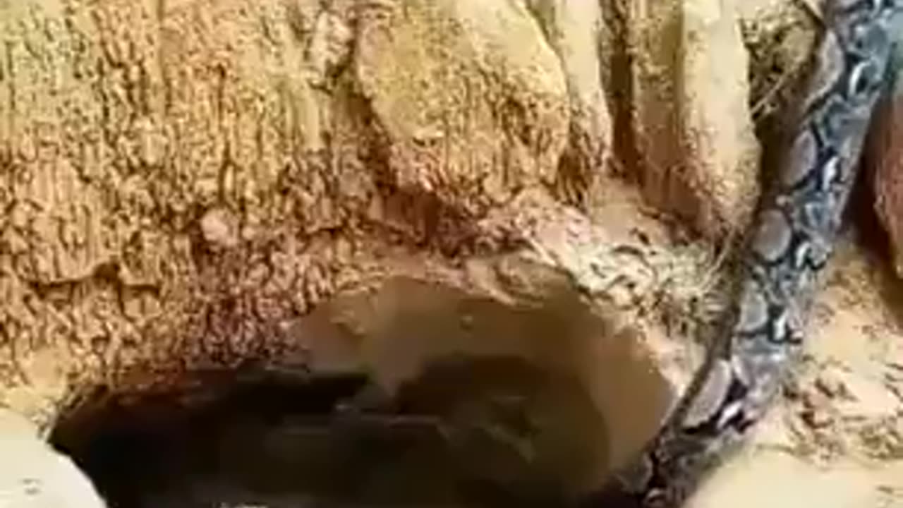 NATURE IS BRUTAL - SNAKE ATTACK WILD DUCKS