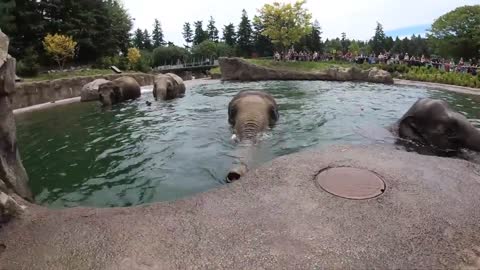 Elephants swimming in Elephant Lands