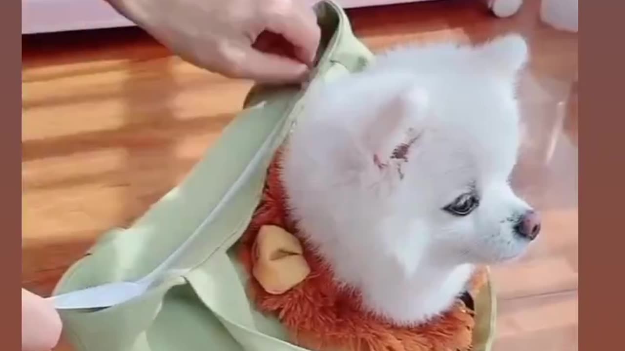 Pet inside of Bag