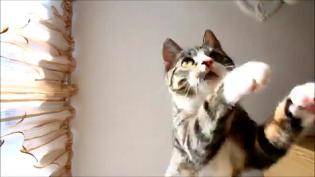 Kitten Jumps in Slow Motion