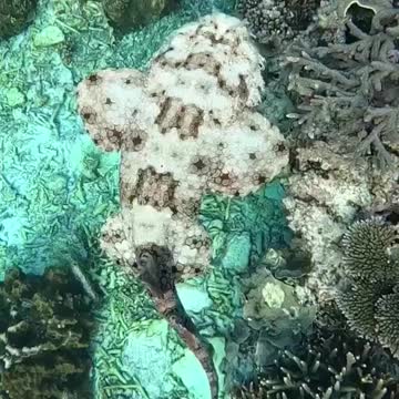 Wobbegong shark