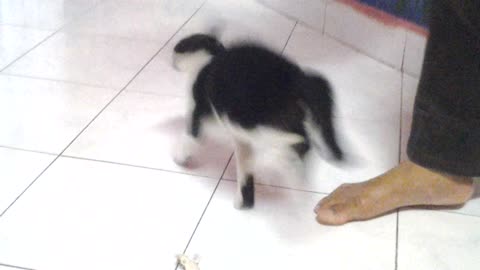 Playing with rubber lizard.