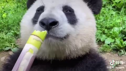 Pandas eat bamboo shoots