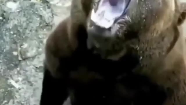 Big Bear drinking milk #shorts #short #shortsfeed