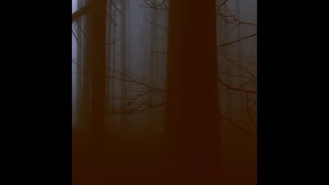 Fog 33